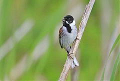 Reed Bunting